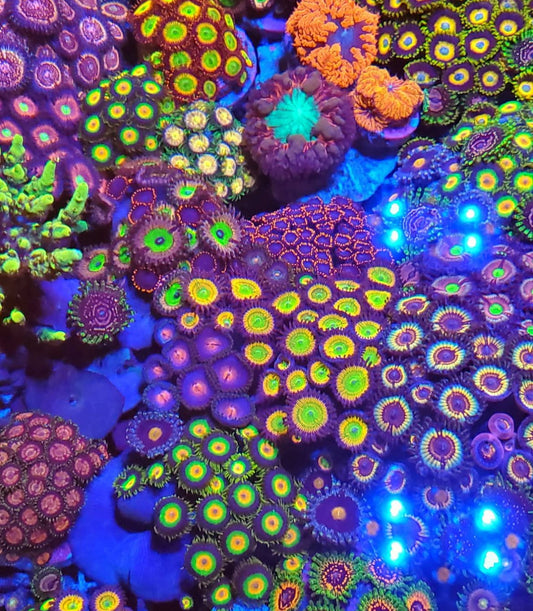 Aquacultured Assorted Ultra Caribbean Zoa Frag (Zoanthid sp.)