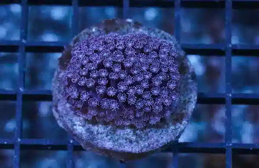 Aquacultured Super Purple Flower Pot Coral (Goniopora sp.)
